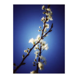 ALMOST BLUE (Print Only) thumbnail