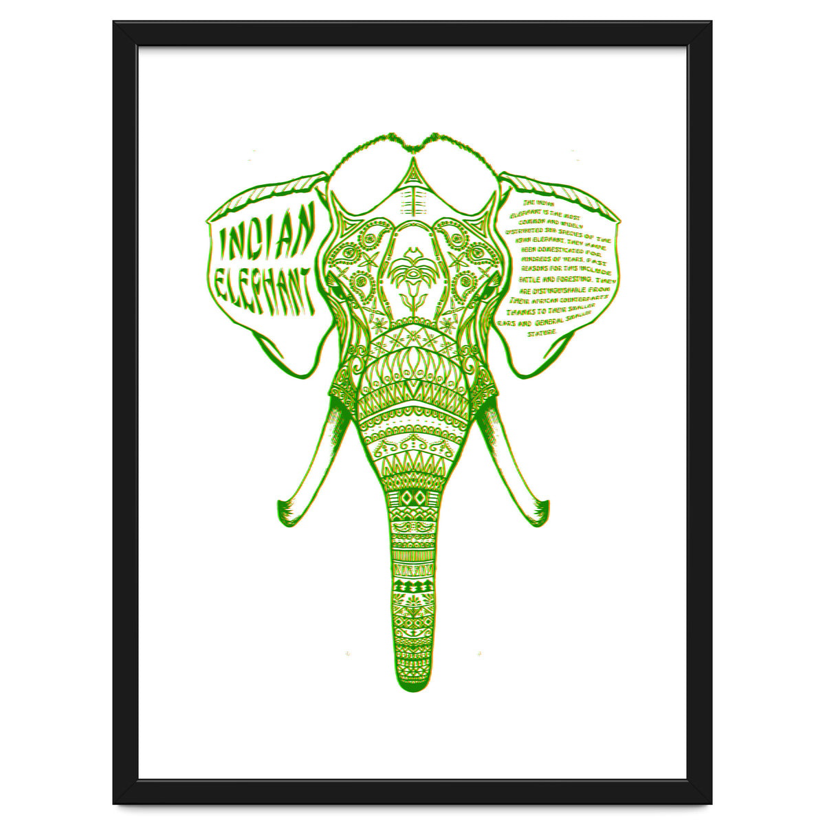Indian Elephant