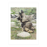 African Painted Dog I (Print Only) thumbnail