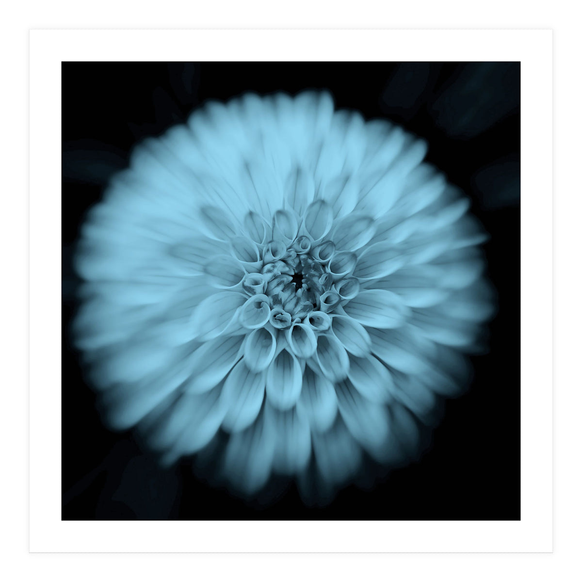 Asteraceae (Print Only)
