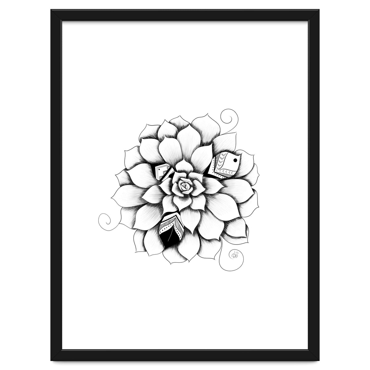 Poetic Echeveria Plant