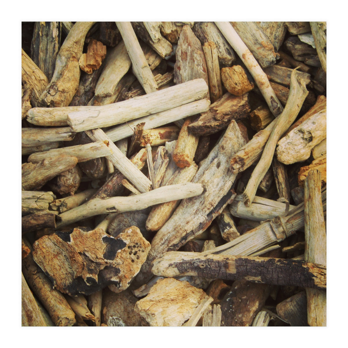 Driftwood (Print Only)