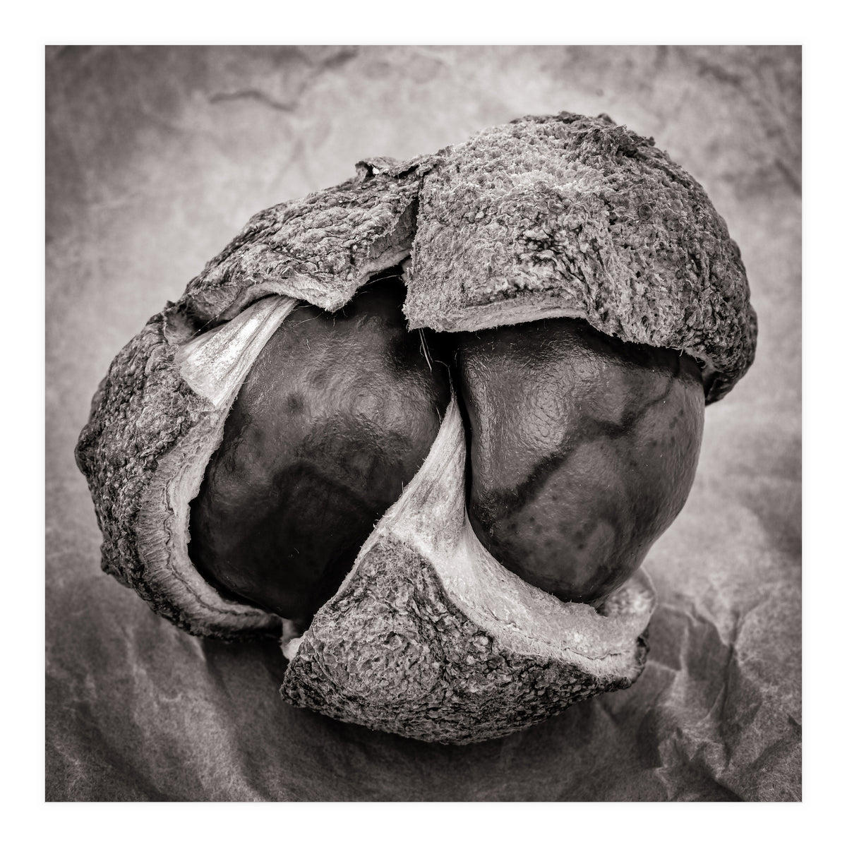 Double Conker (Print Only)