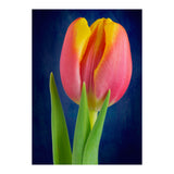 Tulip (Print Only) thumbnail