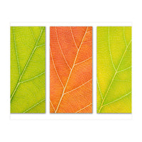 Autumn Leaves (Print Only)