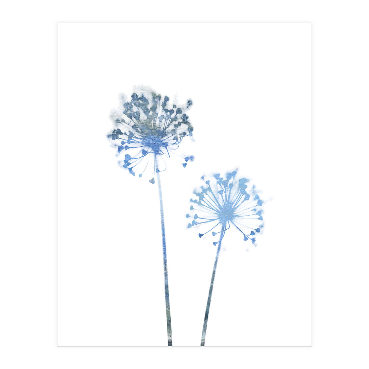 Blue Dandelion (Print Only)