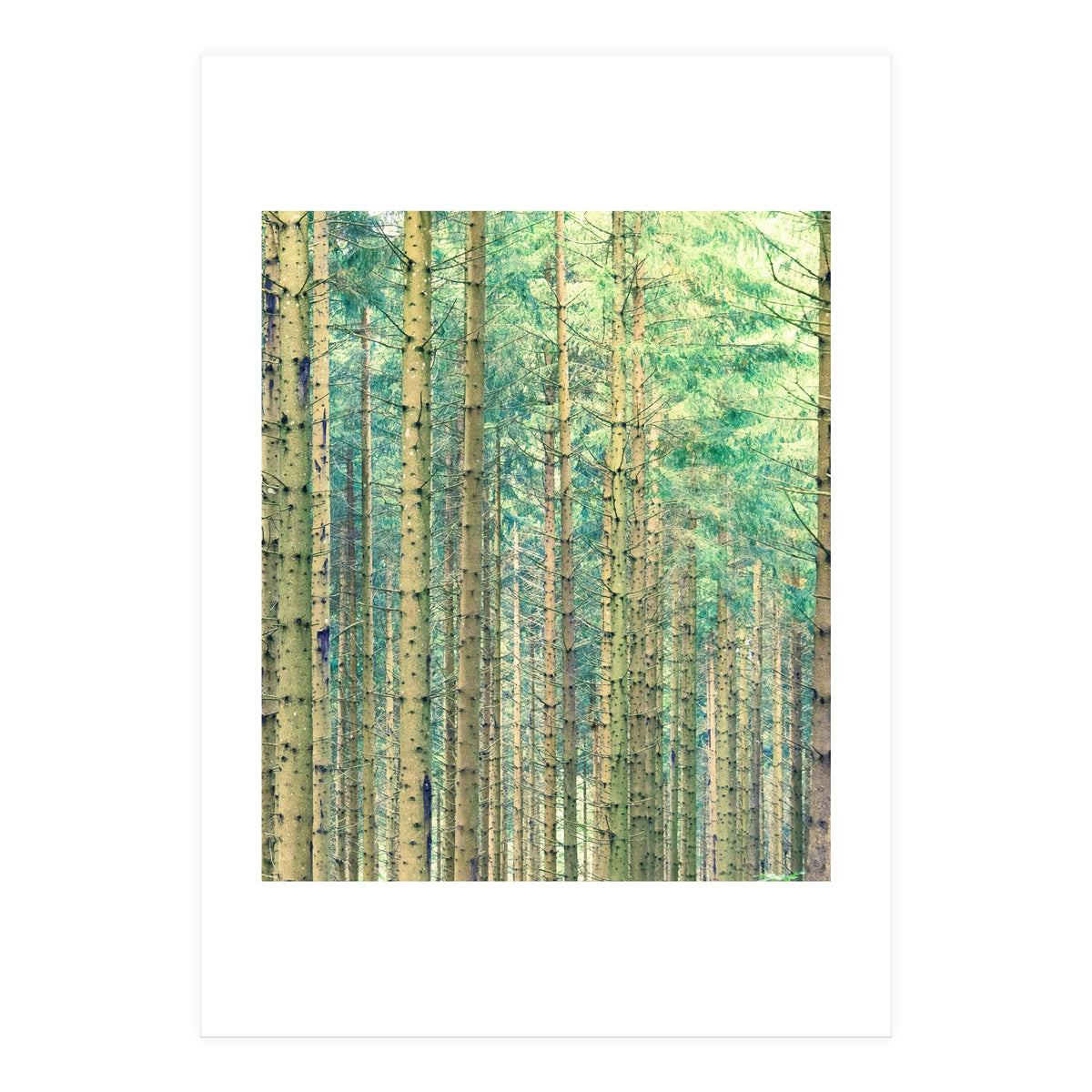 Locked In The Woods (Print Only)