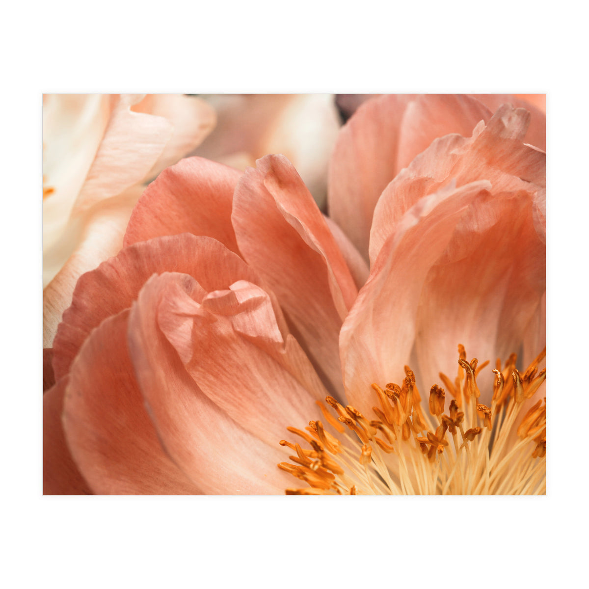 Coral Charm #1 (Print Only)