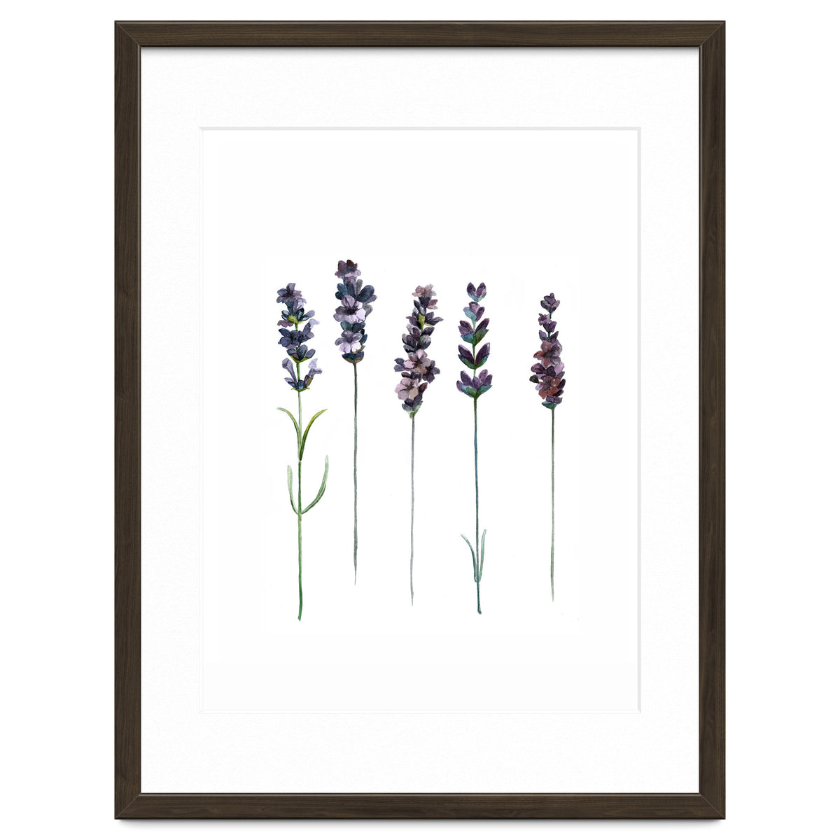 Botanical Illustration Lavender