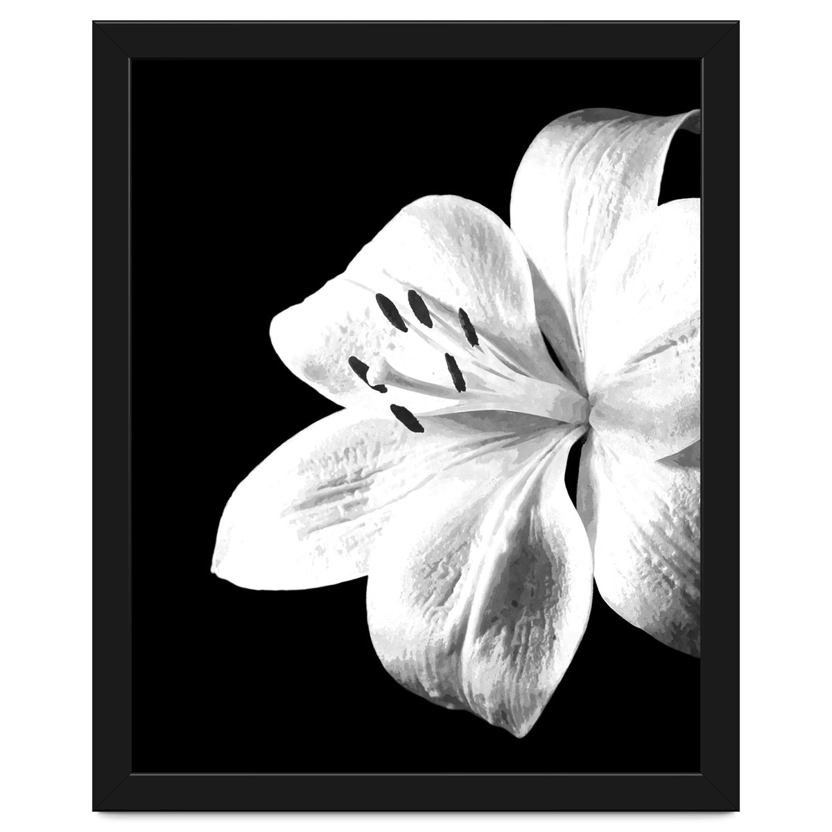 White Lily Black Background