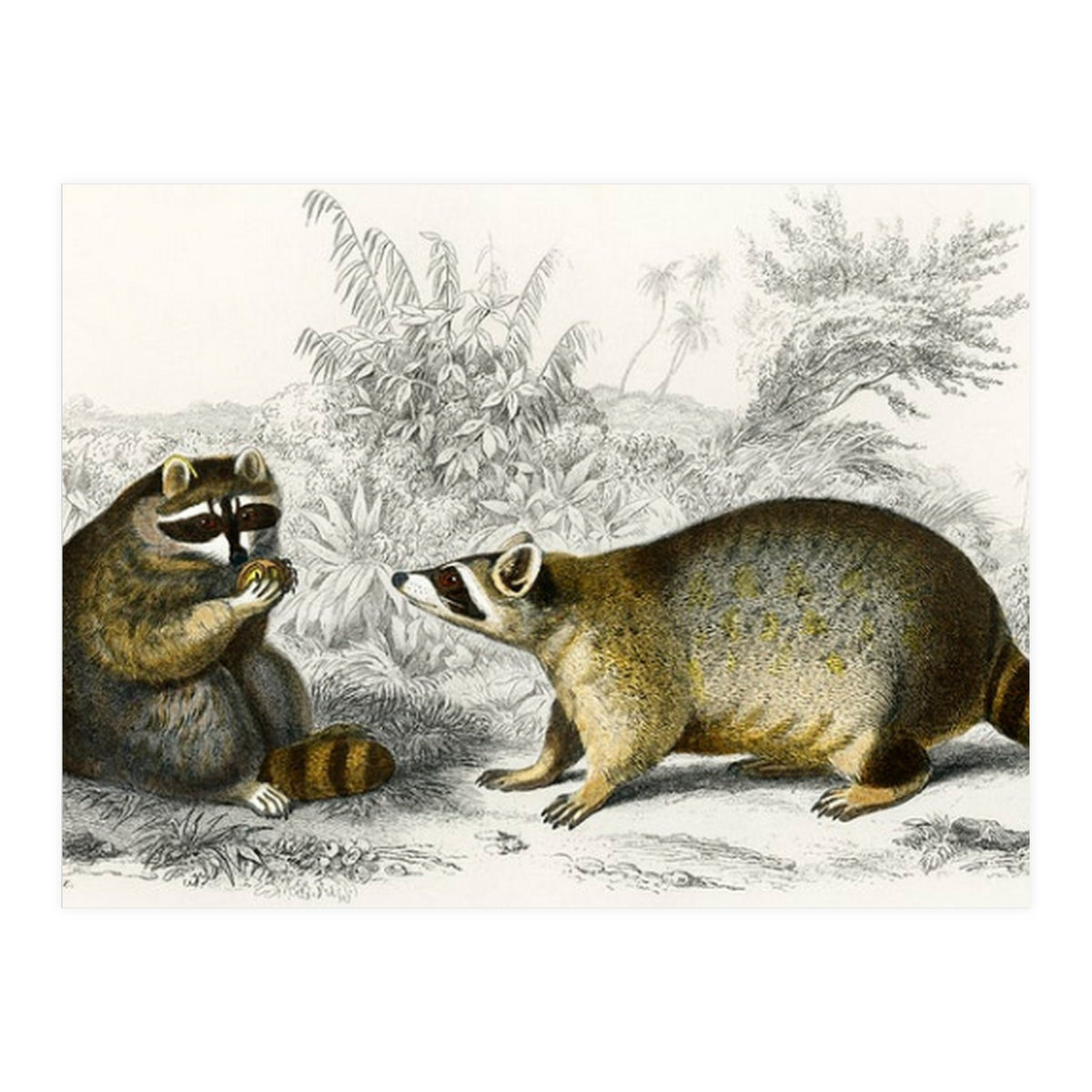 Raccoon illustrated (Print Only)