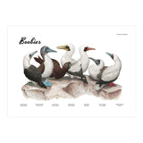 Boobies (Print Only) thumbnail