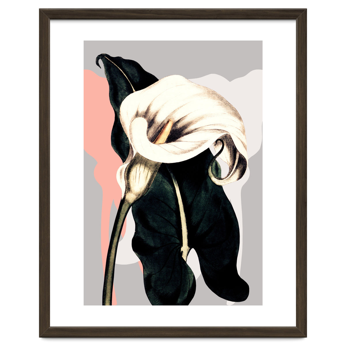 Calla lily flower