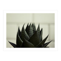 Succulent (Print Only)