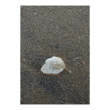 Shell in Sea Shore (Print Only) thumbnail