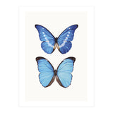 Cc Butterflies 05 (Print Only) thumbnail
