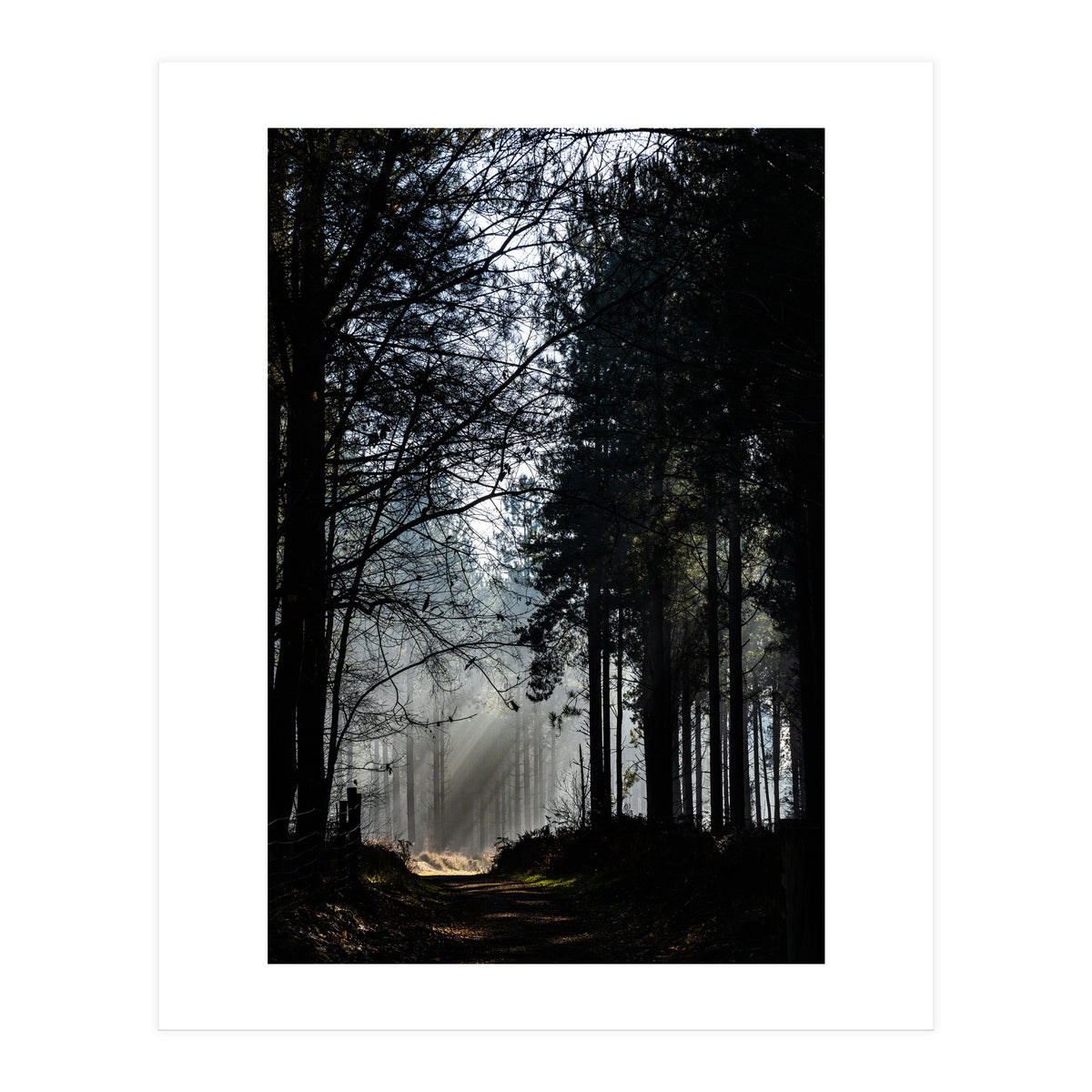 Misty Woodland Morning (Print Only)