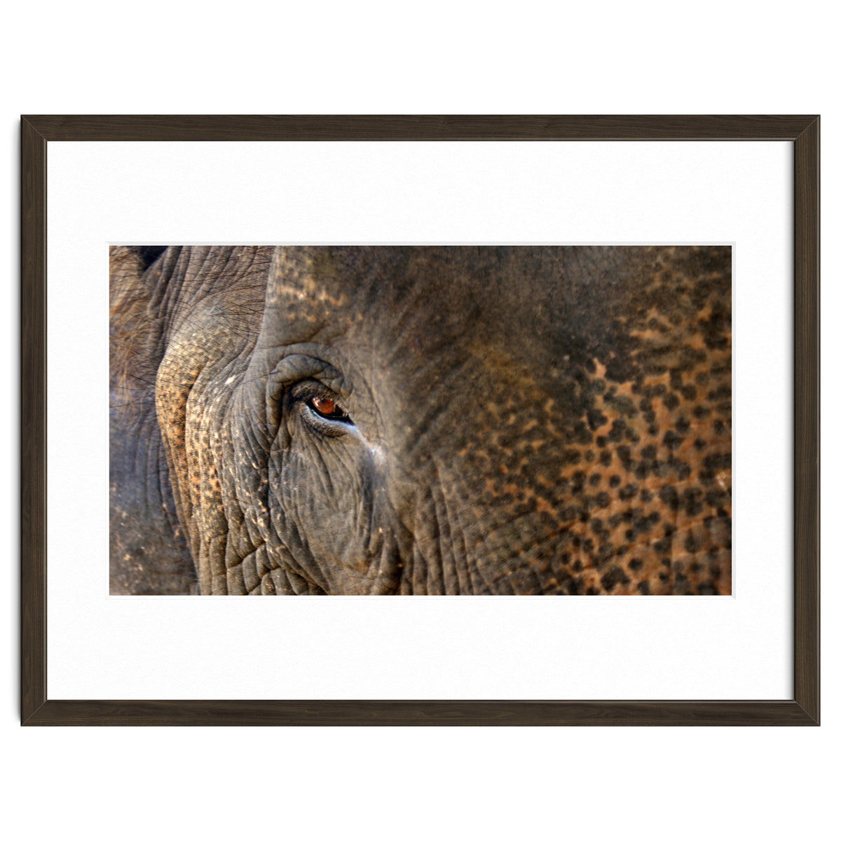 Face To Face - Elephant eye