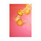 Jelly #3  (Print Only) thumbnail