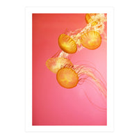 Jelly #3  (Print Only)