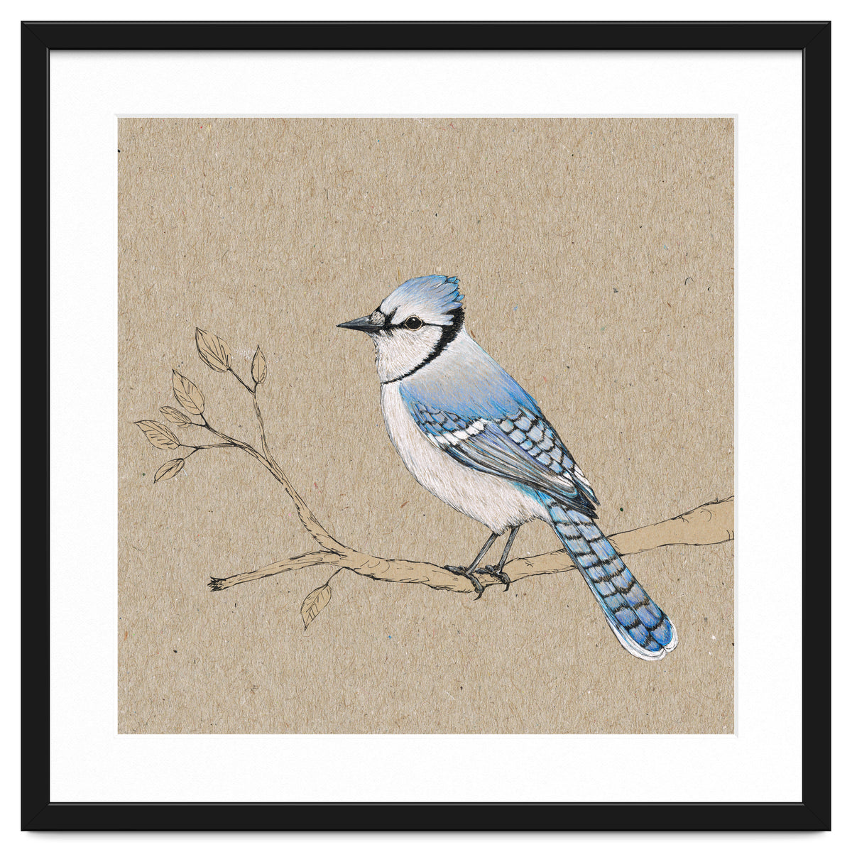 Blue jay