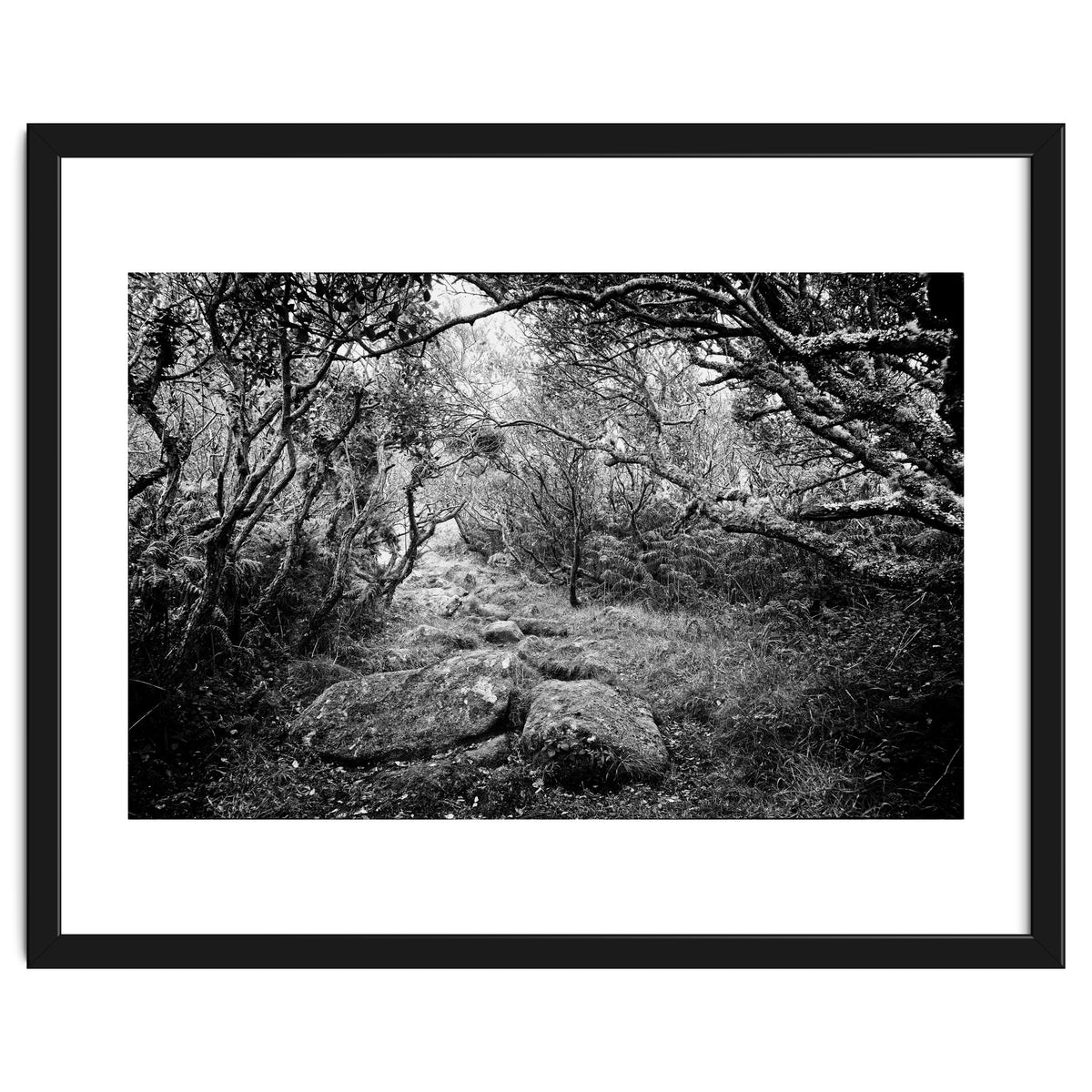 Undergrowth in black and white