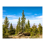 Pine Mountain (Print Only) thumbnail