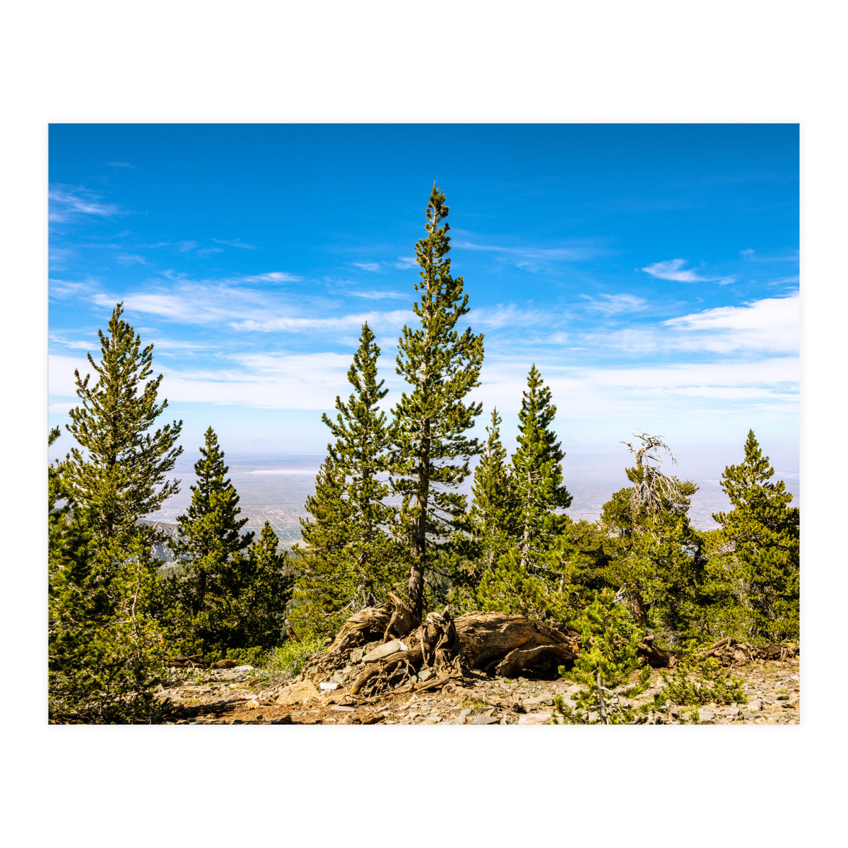 Pine Mountain (Print Only)