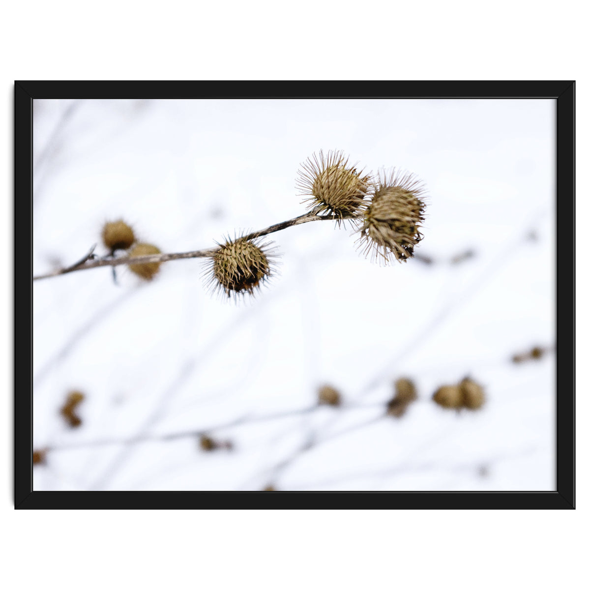 Winter Thistles