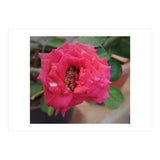 Blooming Red Rose (Print Only) thumbnail