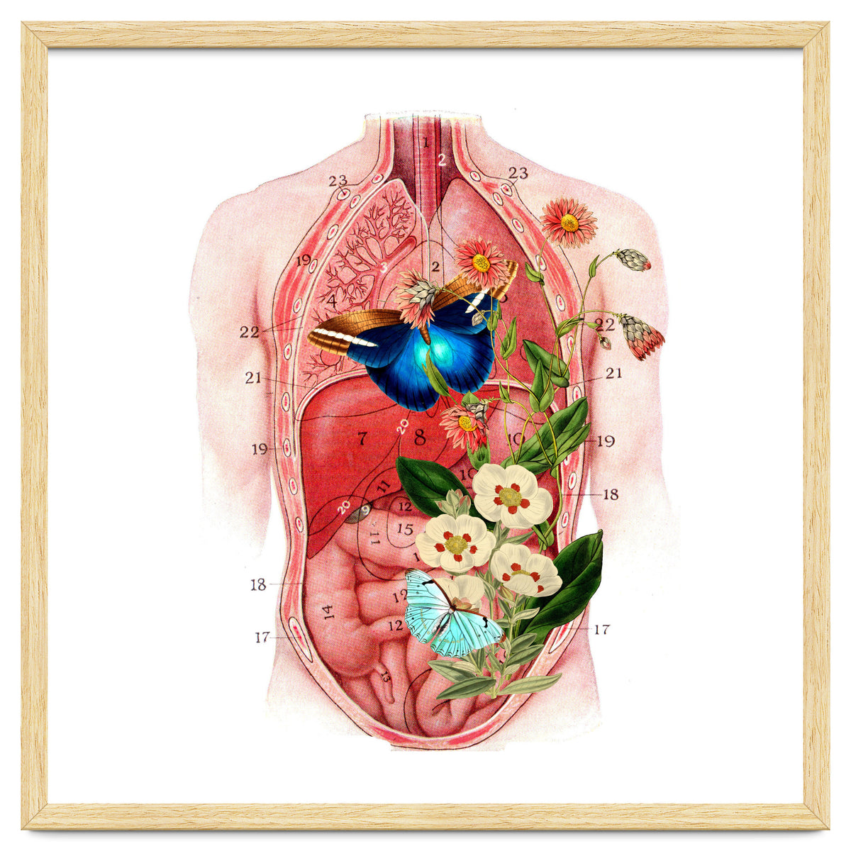 Butterflys In The Belly Makes Flower Grows