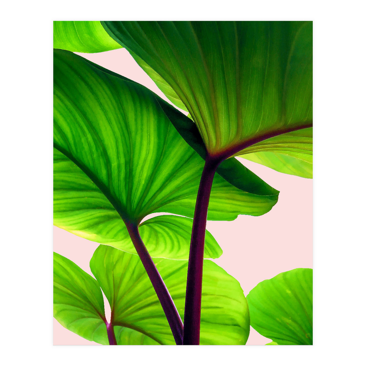 Charming Sequence (Print Only)