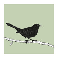 Blackbird pen drawing (Print Only)