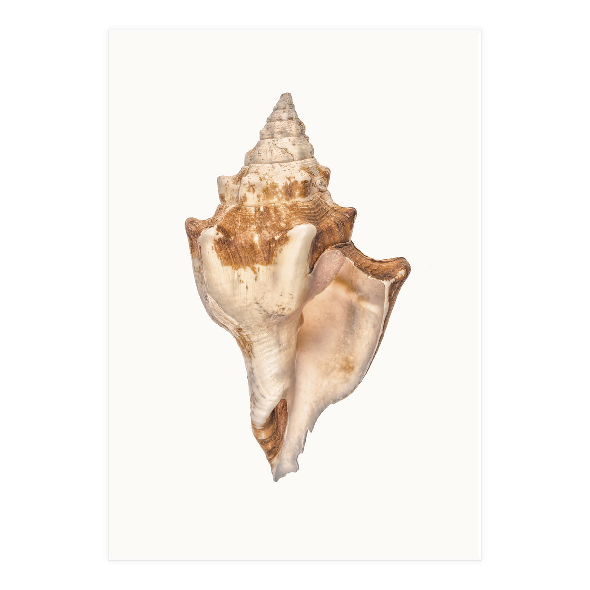 Cc Shell 01 (Print Only)