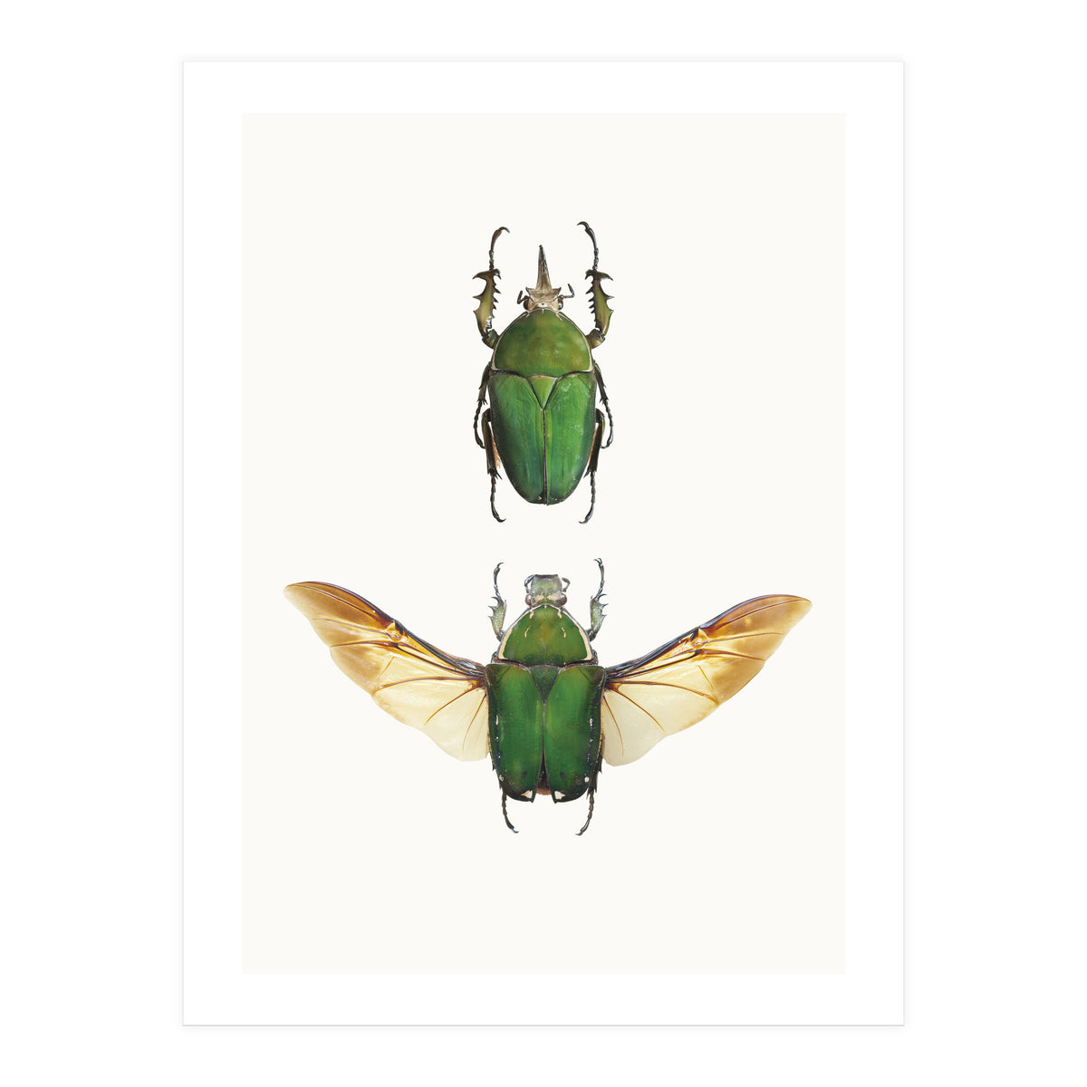 Cc Insects 02 (Print Only)