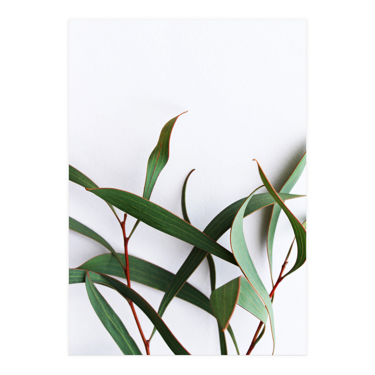Green Eucalyptus leaves (Print Only)