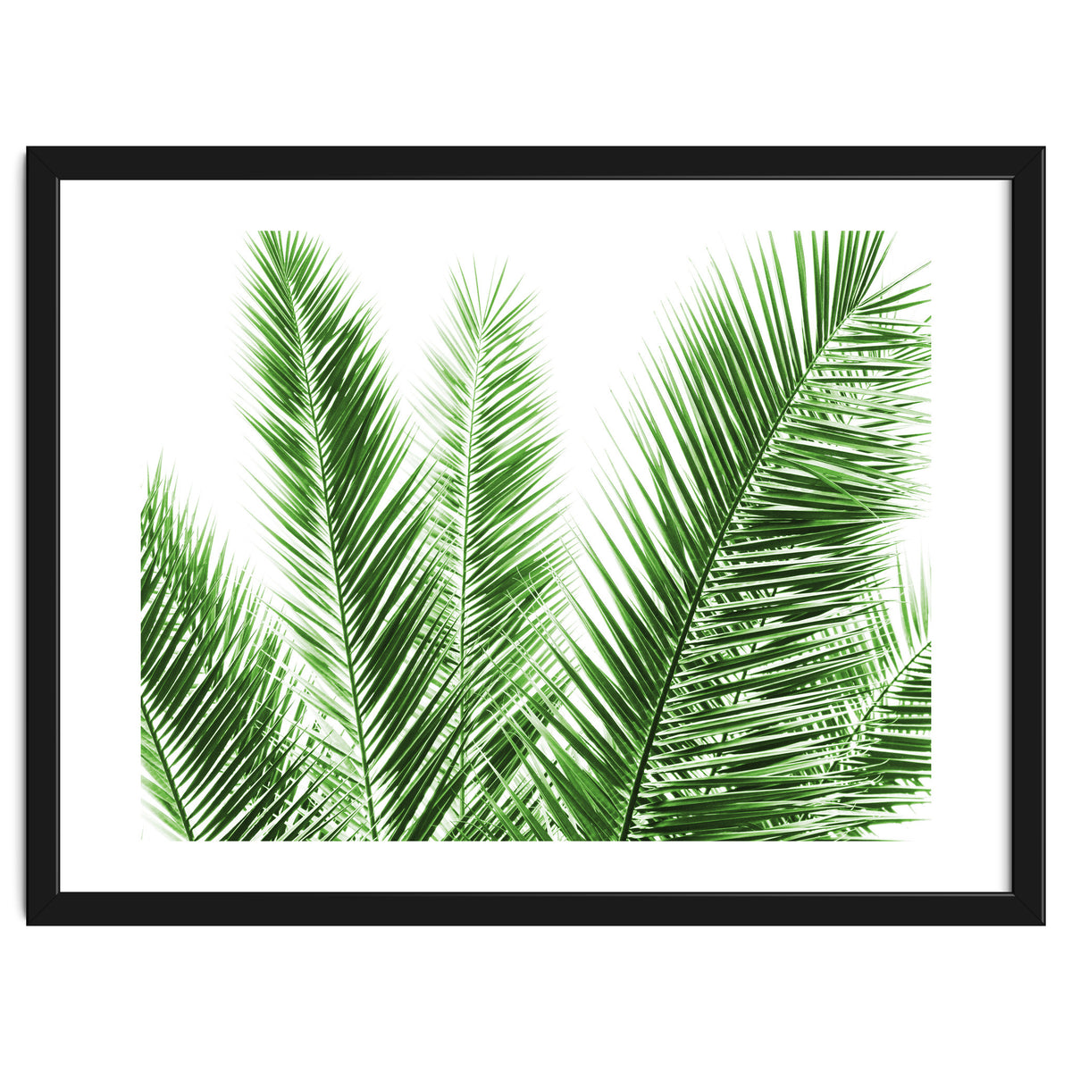 Palm Leaves