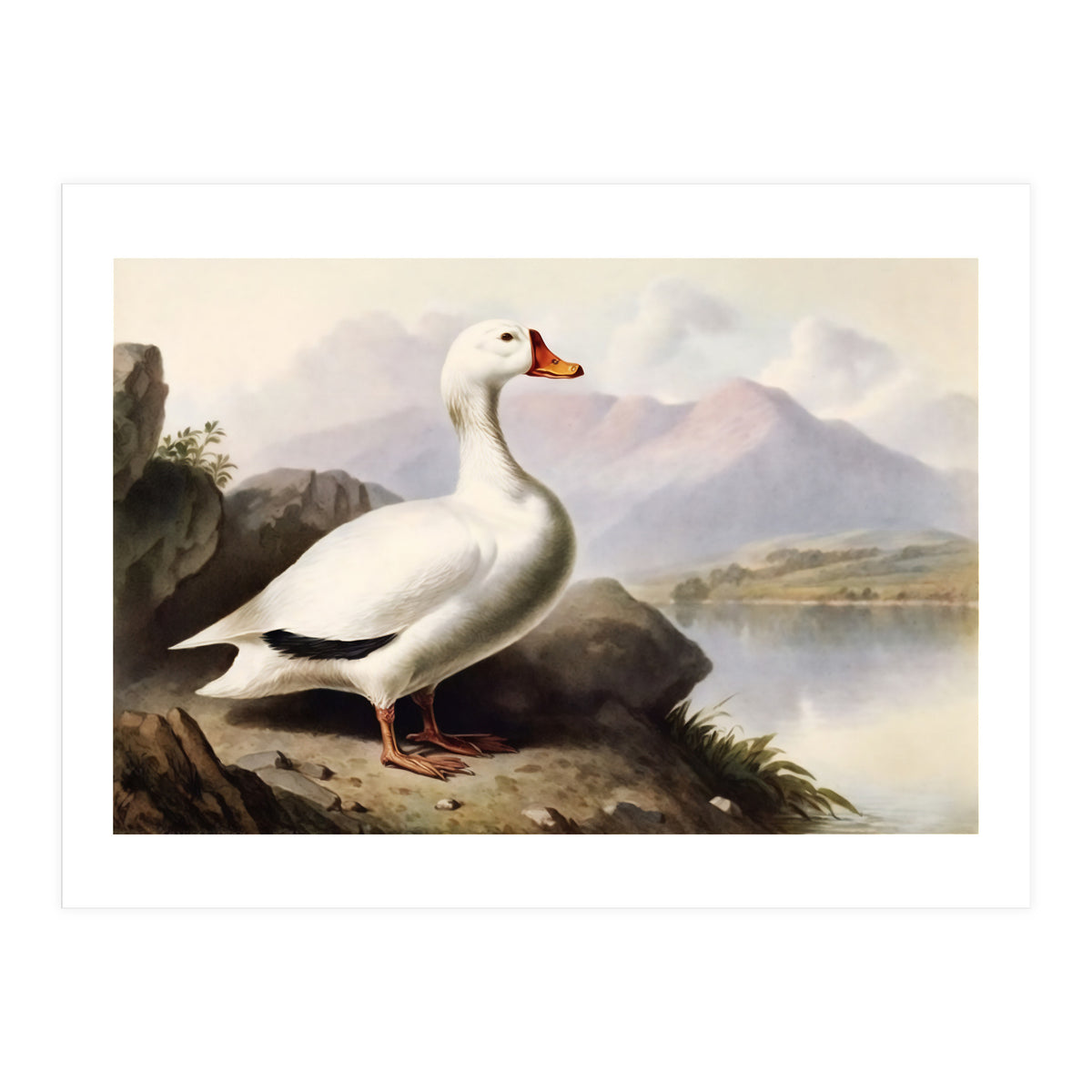 White Duck on the Lake Shore Vintage Painting (Print Only)