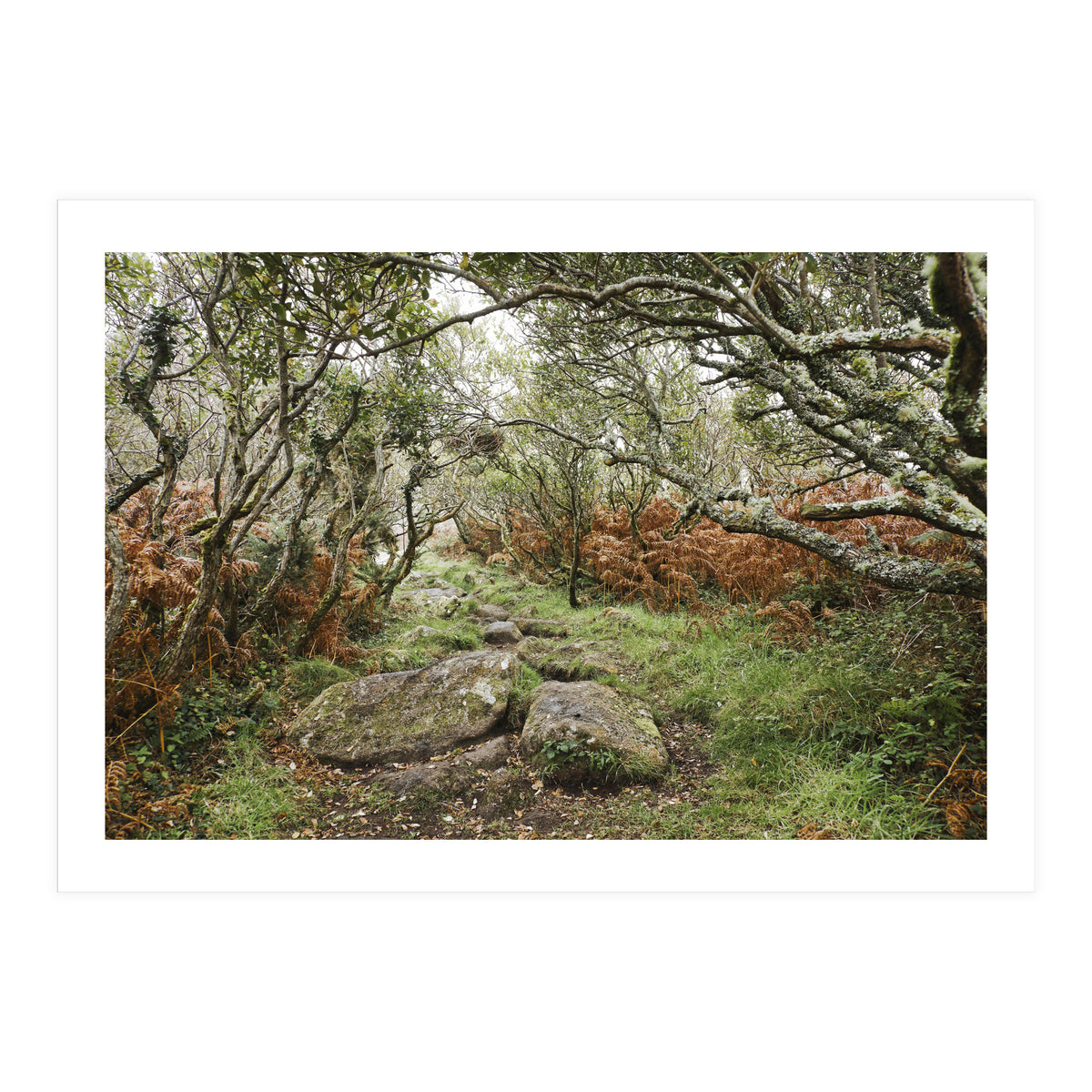Undergrowth (Print Only)