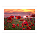 Poppies at Evening (Print Only) thumbnail