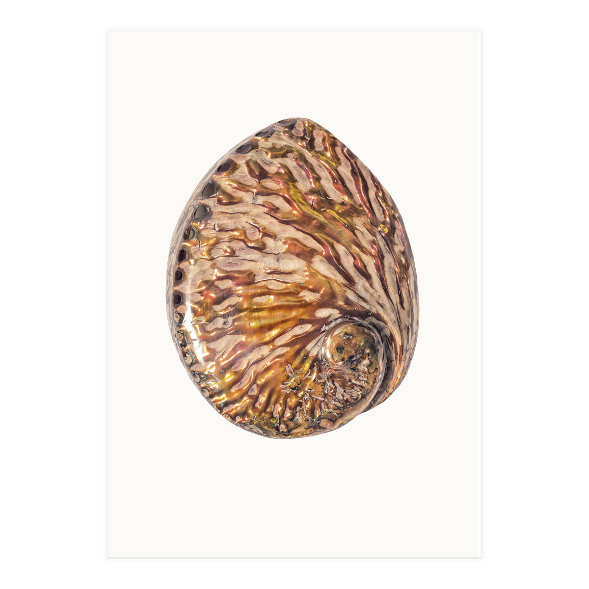 Cc Shell 03 (Print Only)