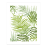 Samambaia  (Print Only) thumbnail
