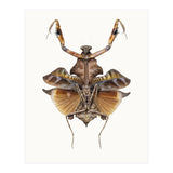 Cc Insects 06 (Print Only) thumbnail