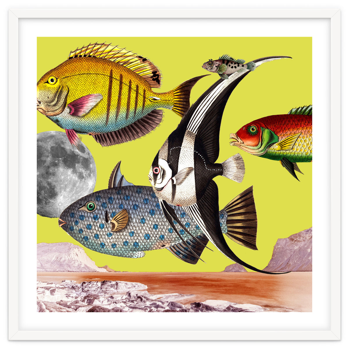 Plenty Of Fish In The Sea Yellow