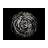 Backyard Flowers In Black And White 72 (Print Only) thumbnail