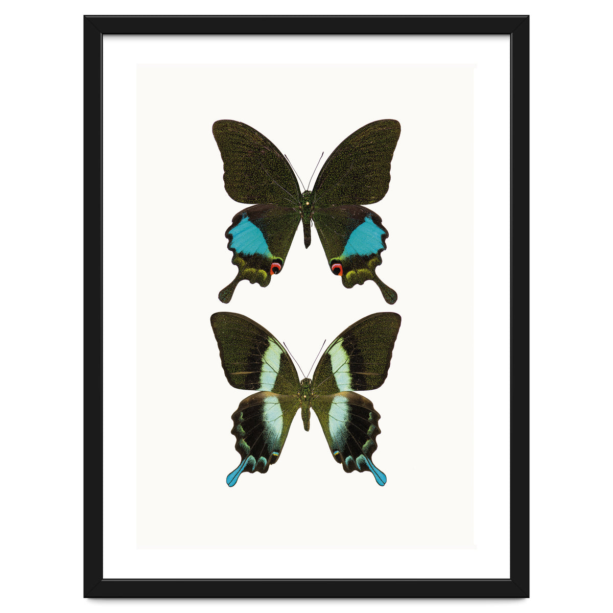 Cc Butterflies 02