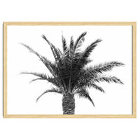 Palm Tree