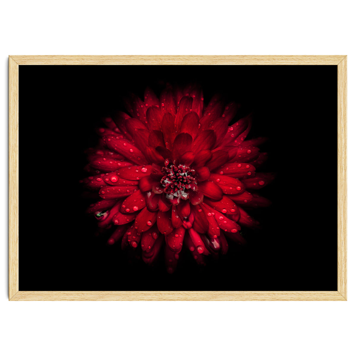 Backyard Flowers 45 Color Version