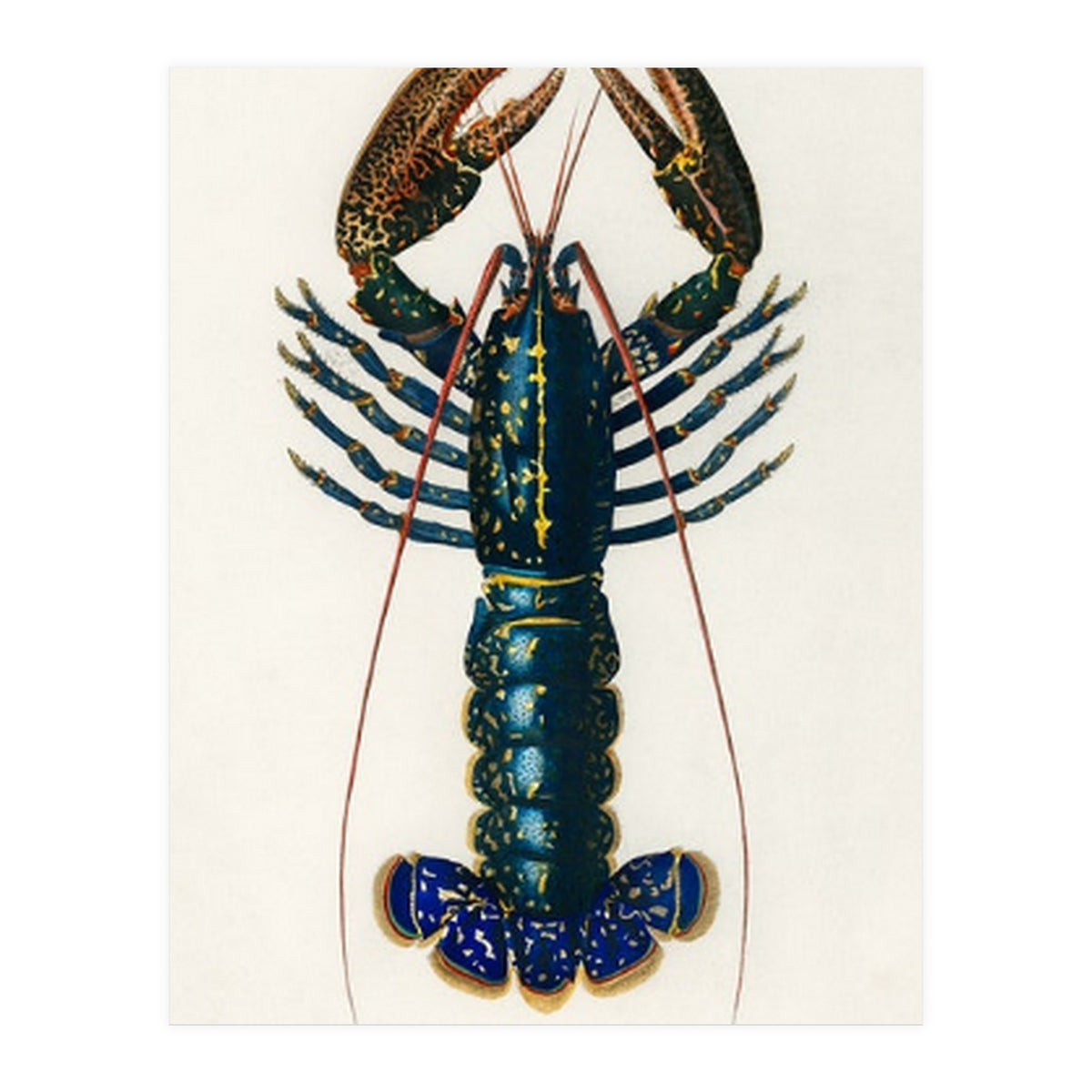 Crimson Crawfish illustrated (Print Only)