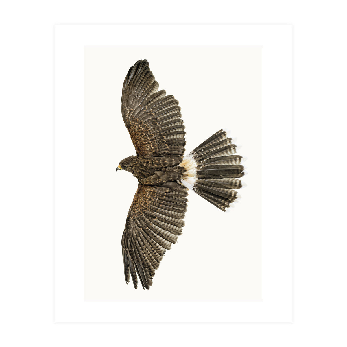 Cc Birds 09 (Print Only)